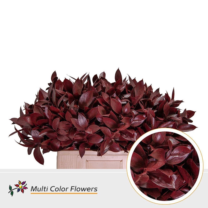 <h4>Ruscus   ...colored H%</h4>