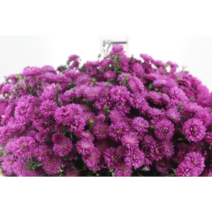 ASTER MARIANA 060 CM PINK