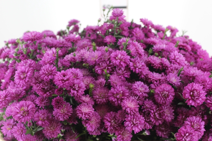 ASTER MARIANA 060 CM PINK