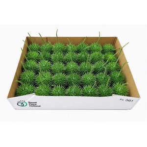 Sier Cucumis Egel M Holl X35