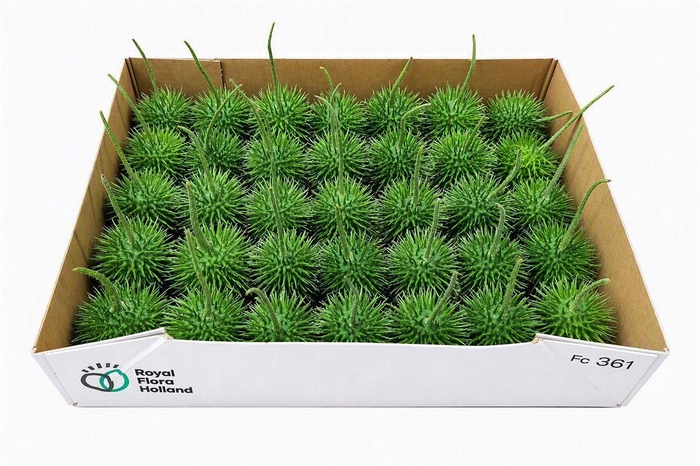 <h4>Sier Cucumis Egel M Holl X35</h4>