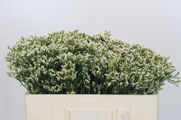 <h4>Limonium sinensis Pinna Colada</h4>