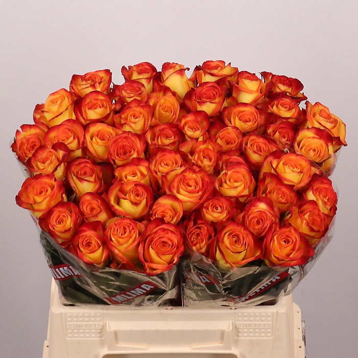 <h4>R GR FIREFOX</h4>