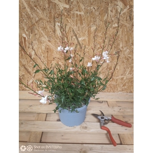Gaura lindheimeri overig
