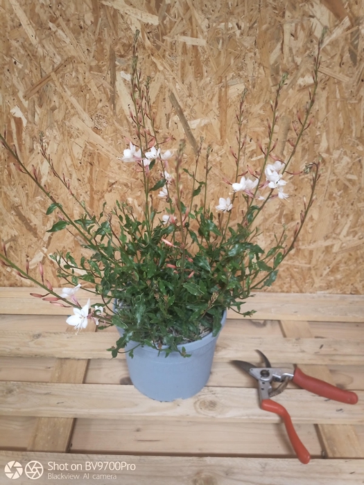 <h4>Gaura lindheimeri overig</h4>