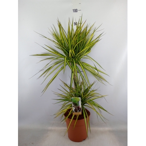 Dracaena marg. 'Sunray'