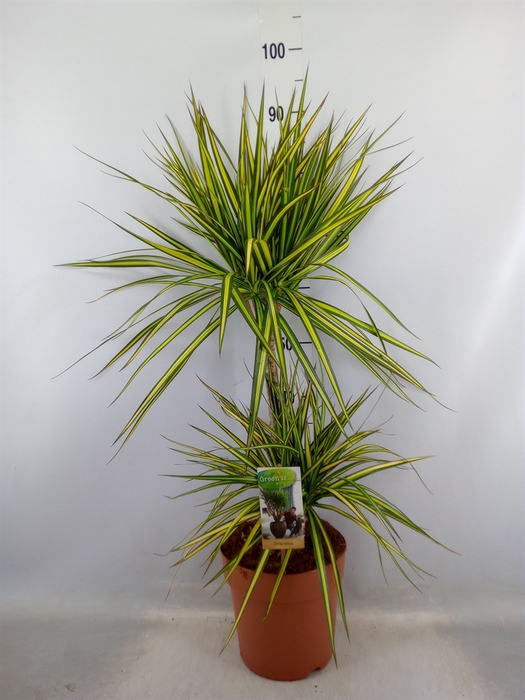 <h4>Dracaena marg. 'Sunray'</h4>