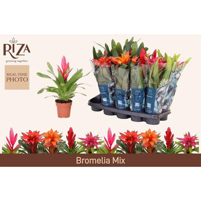 <h4>BROMELIA GEM 6 SRT</h4>