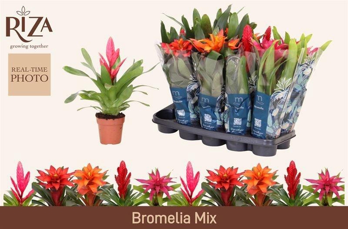 <h4>BROMELIA GEM 6 SRT</h4>