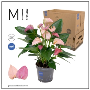 Anthurium - KARMA Joli DUO | 12cm | PLASTIC FREE