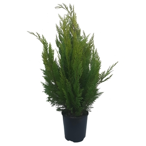 Chamaecuparis law. Ivonne, plantmaat 80-100 cm - Rondgestoken -