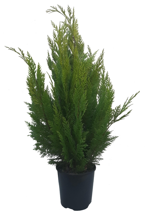 <h4>Chamaecuparis law. Ivonne, plantmaat 80-100 cm - Rondgestoken -</h4>