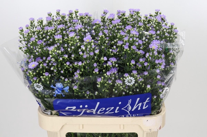 <h4>Aster Cassandra</h4>