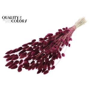 Lagurus Premium per bunch Burgundy