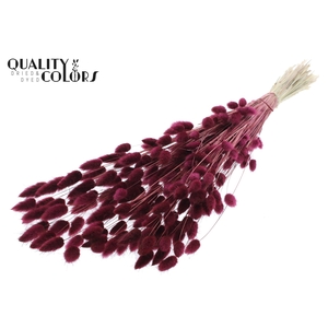 Lagurus Premium per bunch Burgundy
