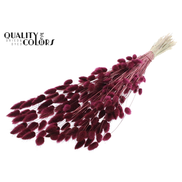 <h4>Lagurus Premium per bunch Burgundy</h4>