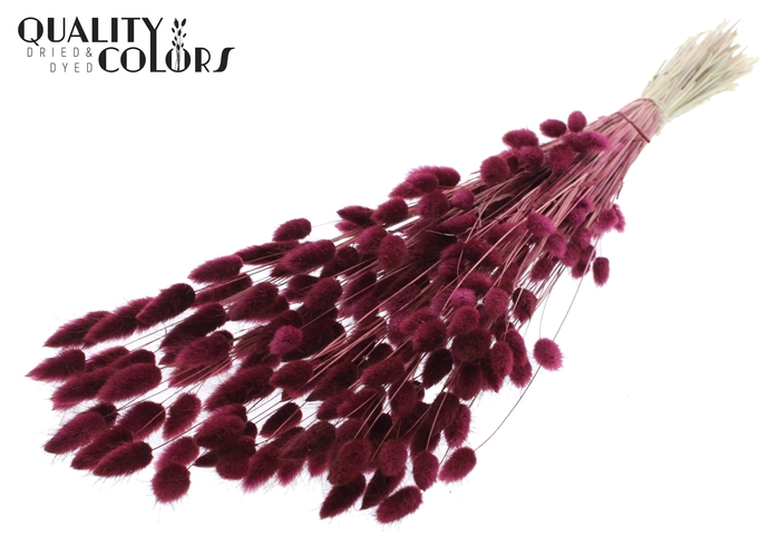Lagurus Premium per bunch Burgundy