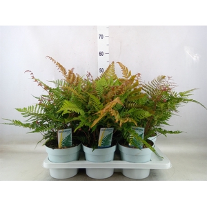 Dryopteris erythrosora