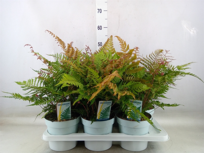 <h4>Dryopteris erythrosora</h4>