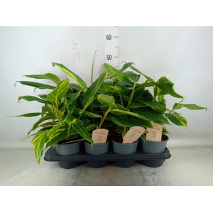 Alpinia zerumbet 'Variegata'