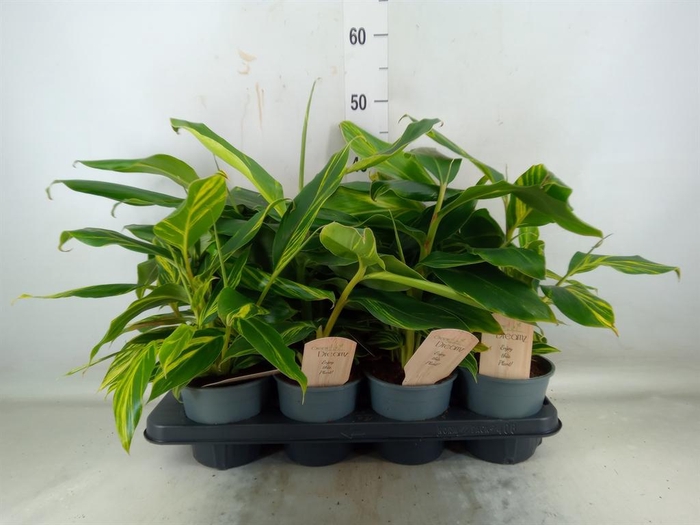 <h4>Alpinia zerumbet 'Variegata'</h4>