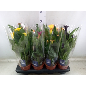 Zantedeschia   ...mix