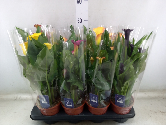 <h4>Zantedeschia   ...mix</h4>