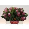 Protea Pink Ice