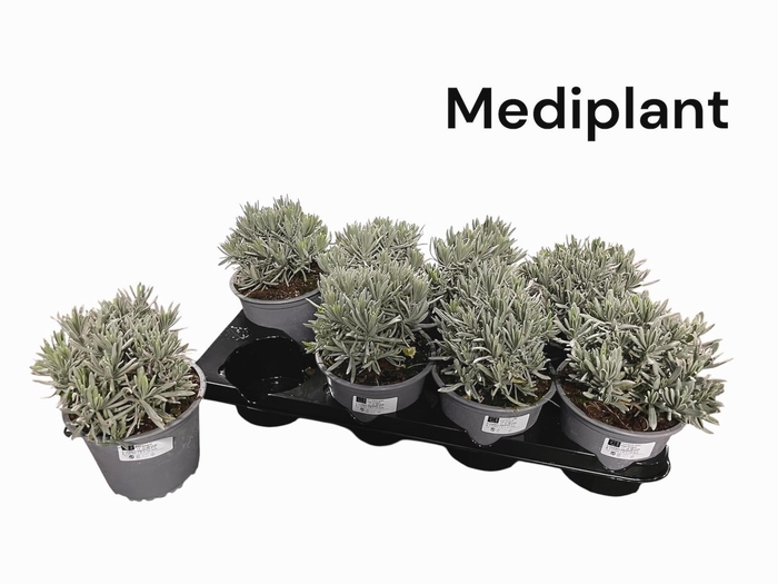 <h4>LAVAN ANGUSTIFOLIA</h4>