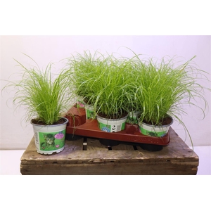 arr8 Cyper Alt Zumula