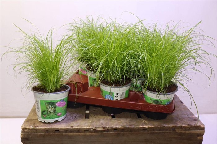 <h4>arr8 Cyper Alt Zumula</h4>