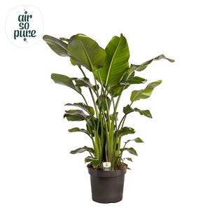 Strelitzia Nicolai p35 (Air so Pure)