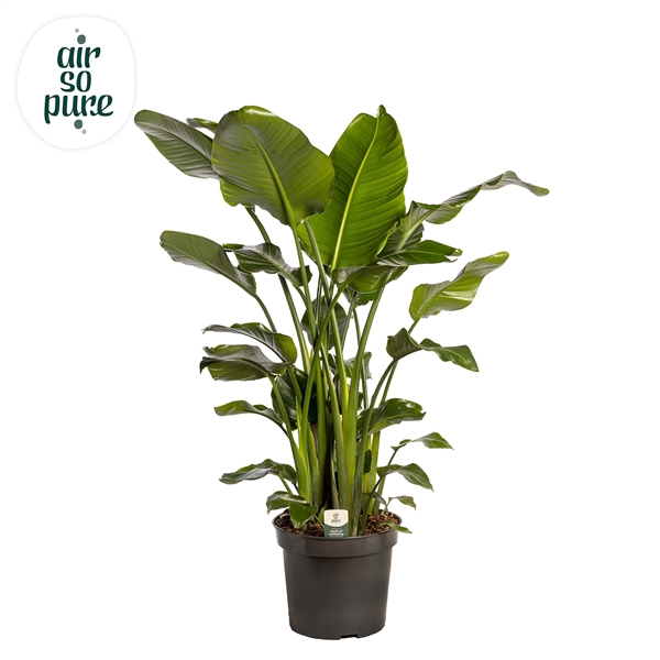 <h4>Strelitzia Nicolai p35 (Air so Pure)</h4>