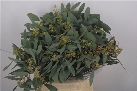 <h4>Euc Populus Berry Per Bunch 200 Gram S A</h4>