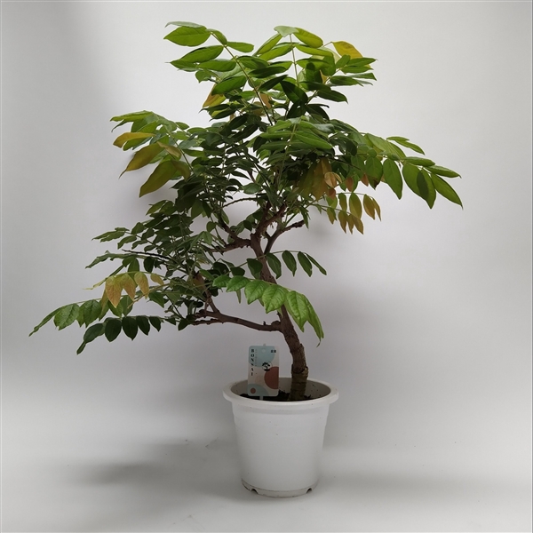 <h4>Wisteria Bonsai 20 cm (herkomst: Japan)</h4>