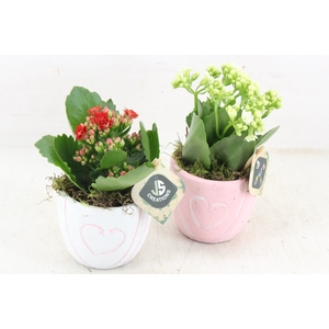 arr2 JS - Ker. potje hart mix - rood/wit