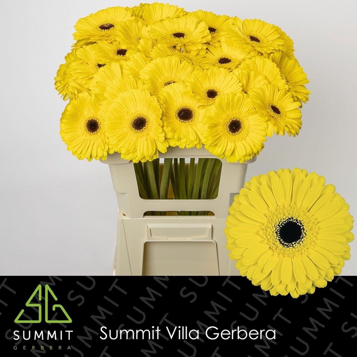 <h4>GE GR DON LEO</h4>