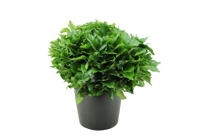 <h4>Hedera Blad Per Bos</h4>