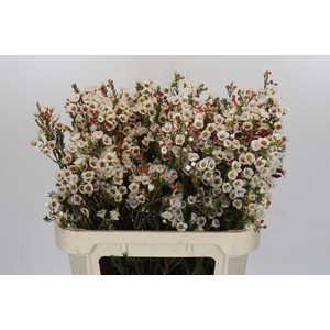 Chamelaucium Moonlight Delight