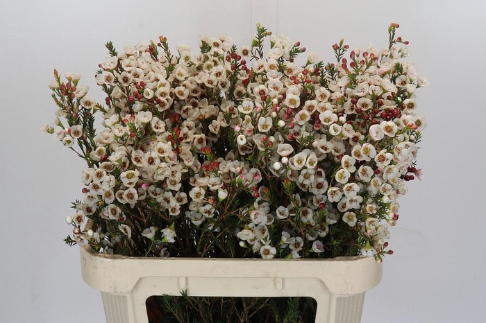 Chamelaucium Moonlight Delight