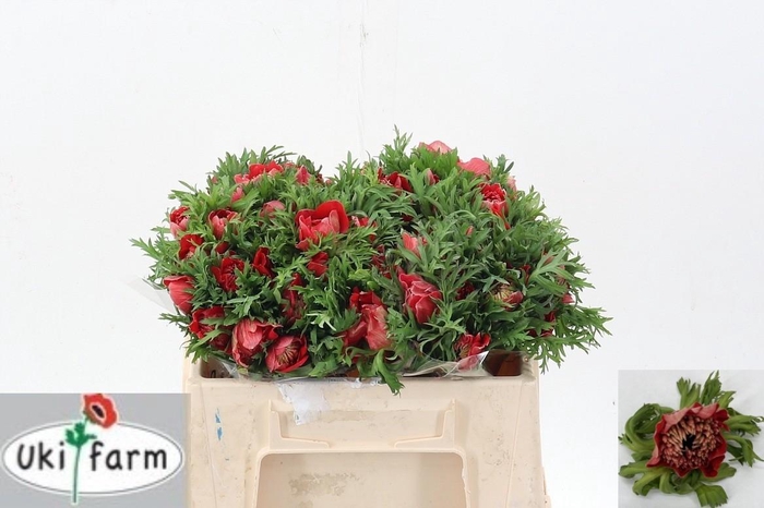 <h4>Anem Levante Rosso</h4>