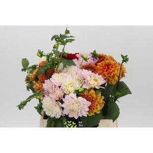 Dahlia   ...mix in fust