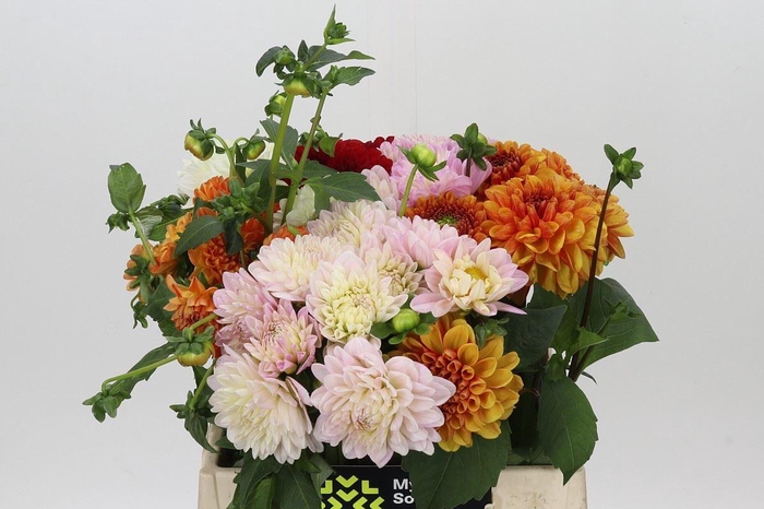 <h4>Dahlia   ...mix in fust</h4>