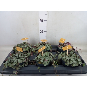 Ceropegia woodii ssp. woodii