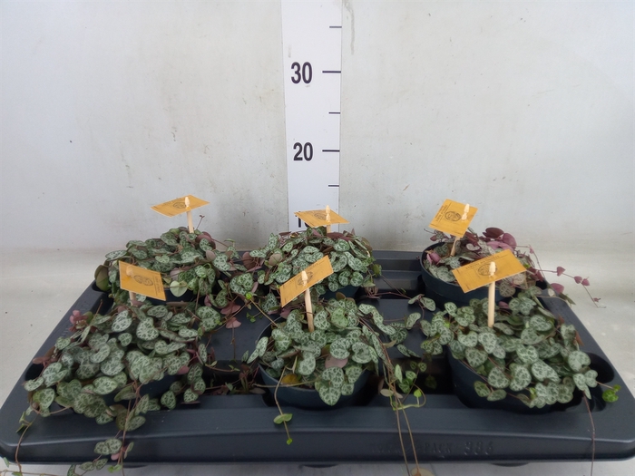 <h4>Ceropegia woodii ssp. woodii</h4>
