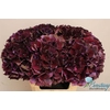 Hydrangea mag ruby red classic purple