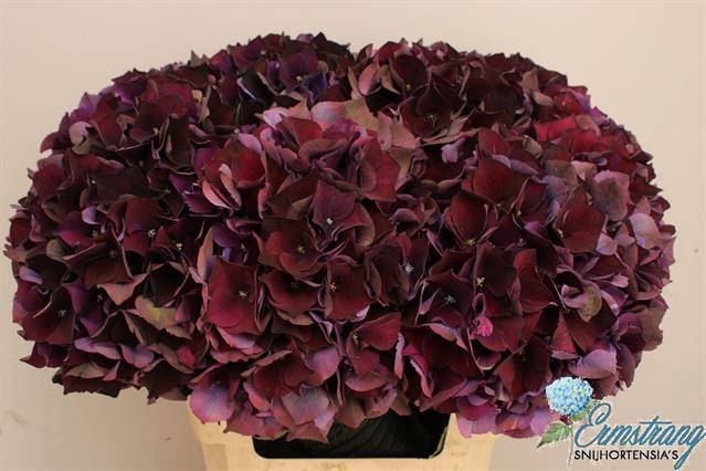 Hydrangea mag ruby red classic purple