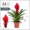 Vriesea Intenso Red