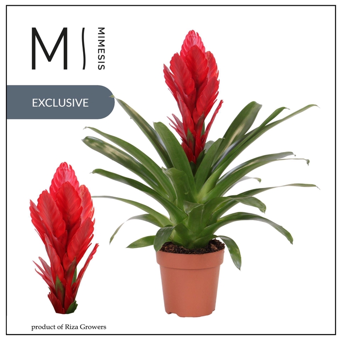 Vriesea Intenso Red