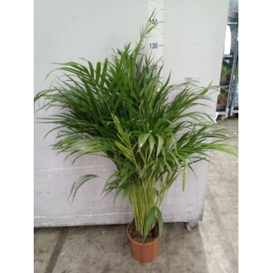 Dypsis lutescens   ...Chrysalidoca